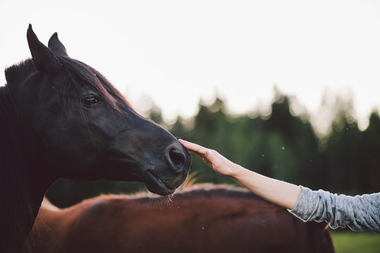 Woman stroking horse