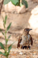 Vertical closeup shot of a boat-tailed grackle bird on blurred background