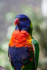 Lorikeet