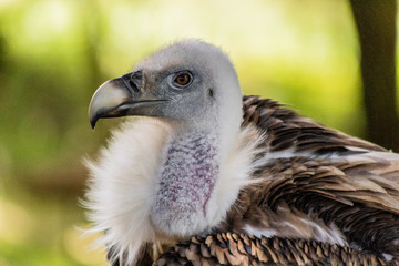 vulture resting in his innkeeper