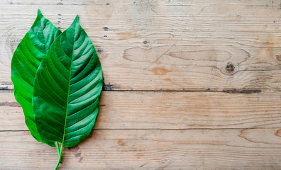 kratom leaf (Mitragyna speciosa) Mitragynine on wooden ,Drugs and Narcotics,Thai herbal which...