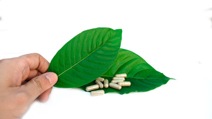 hand holding kratom leaf (Mitragyna speciosa) Mitragynine on white background isolate image,Drugs...