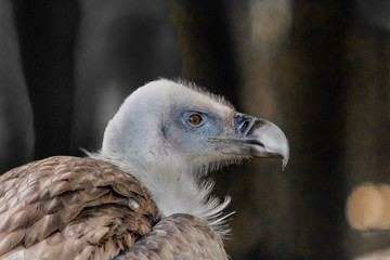 vulture resting in his innkeeper