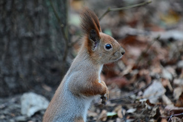 red squirrel from the park close-up