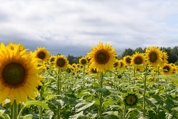 Sunflower field landscape natural background