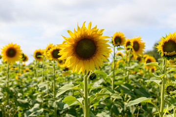 Sunflower field landscape natural background