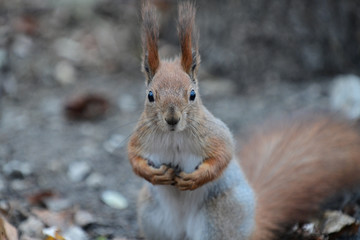 Fototapeta premium red squirrel from the park close-up