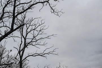 Spooky tree limbs over cloudy sky