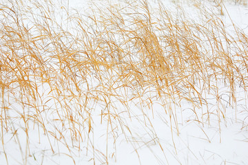 Fototapeta premium Yellow dried-up reed on white snow fluctuates from wind. Winter motive