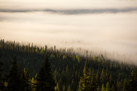 Forest in fog