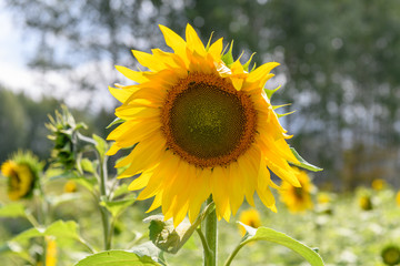 Sunflower field landscape natural background