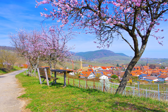 Birkweiler w&auml;hrend der Mandelbl&uuml;te im Fr&uuml;hling - landscape around Birkweiler during the almond blossom in spring , Germany