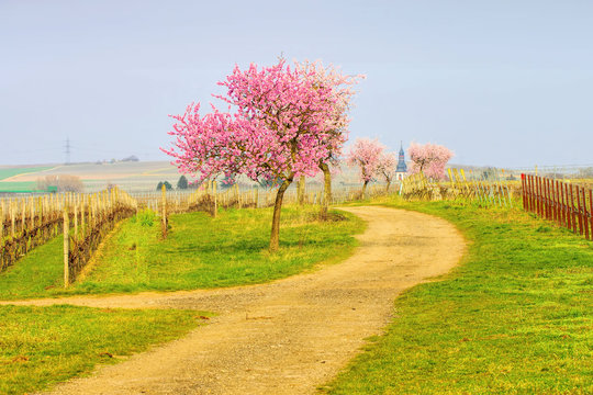 Kirchheim während der Mandelbluete in der Pfalz im Frühling - the town Kirchheim during almond blossom in Rhineland Palatinate in spring