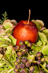 Celebratory floral arrangement at the end of the year with hydrangeas, berries; cones, fir and an apple.