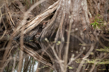 Cypress Tree in a swamp
