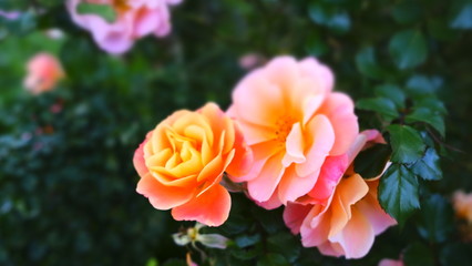 Colorful flowers in garden