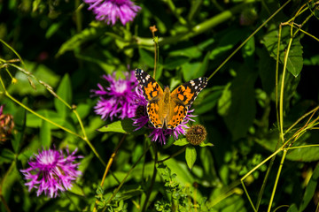 butterfly on flower