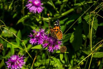 butterfly on flower