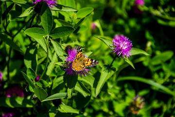 butterfly on flower