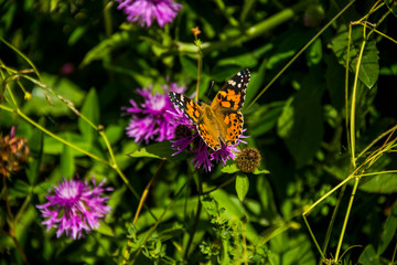 butterfly on flower