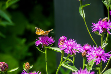 butterfly on flower