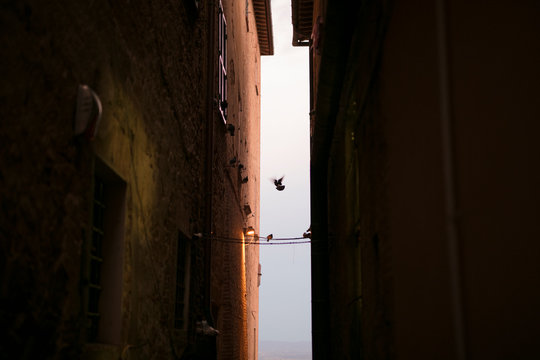 Bird flying above narrow alley