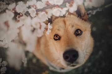 mixed breed dog close up portrait under a blooming tree