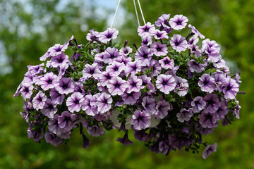 Large group of Petunia axillaris white and purple flowers in a pot, with blue green blurred background in a garden in a sunny spring day