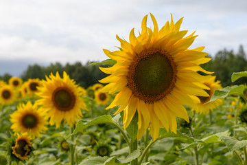 Sunflower field landscape natural background