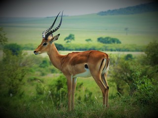 The posed gazelle
