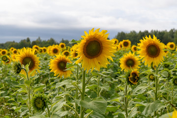 Fototapeta premium Sunflower field landscape natural background