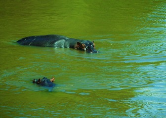 The hippos pop up