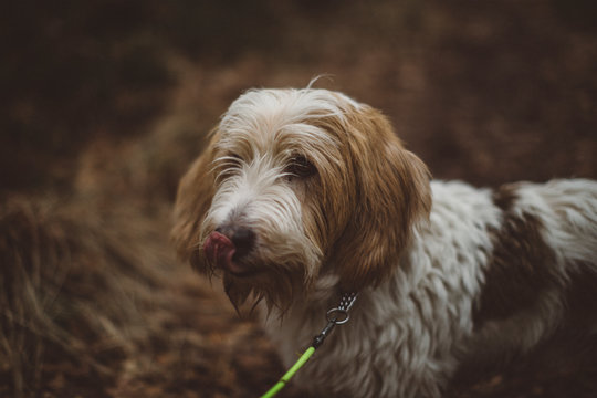 Dog looking away