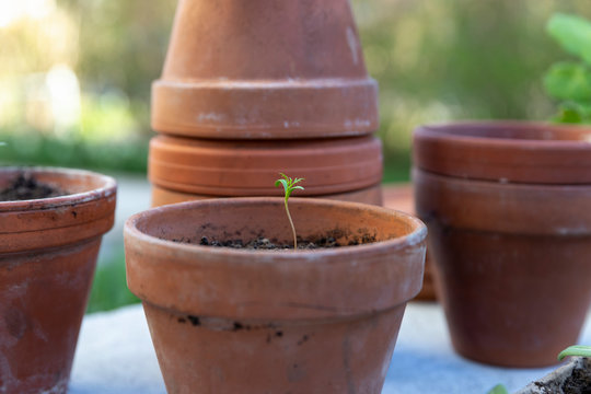 Seedlings in flower pots