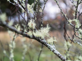Old Mans Beard Growing on a Tree