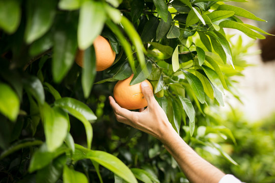 Hand picking orange
