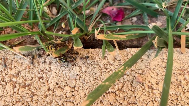 Hormigas arrastran a una avispa a su hormiguero