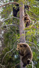 Obraz premium Brown Bear (Ursus arctos). She-bear and Bear-cubs having scented danger, got on a Pine tree. Spring forest.