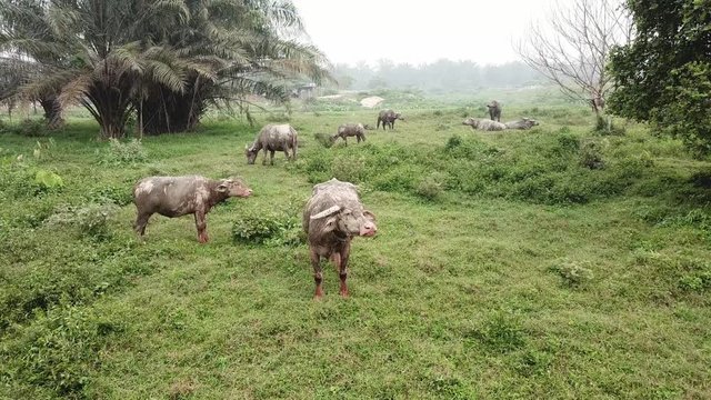 Water buffaloes grazing grass in green field at Malaysia, Southeast Asia.