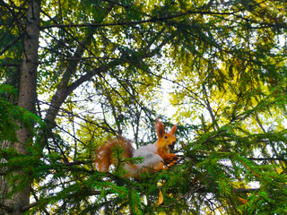 squirrel sitting on a conifer waiting for food