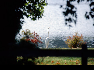 white crane standing by waters edge on lake