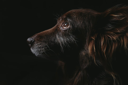 alter Hund denkt nach wirkt dankbar