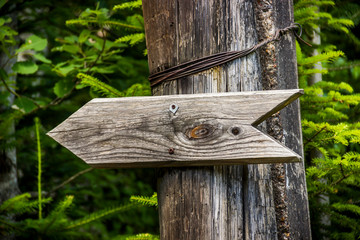 pointer arrow in the forest