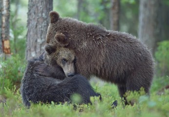 The Cubs of Brown bears (Ursus Arctos Arctos) playfully fighting, The summer forest. Natural green Background