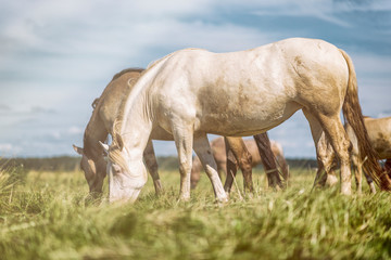 Naklejka na ściany i meble Horses graze on the field in summer. Photographed close-up.