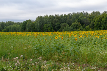 Obraz premium Sunflower field landscape natural background