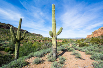 Arizona landscape with Saguaro cactus © frank schrader