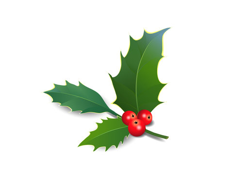 Ilex Zweig mit Beeren, Stechlaub mit Beeren,  Vektor Illustration isoliert auf wei&szlig;em Hintergrund