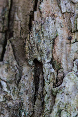 tree bark texture