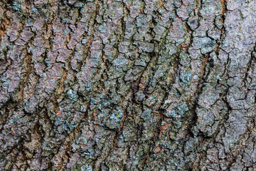 tree bark texture